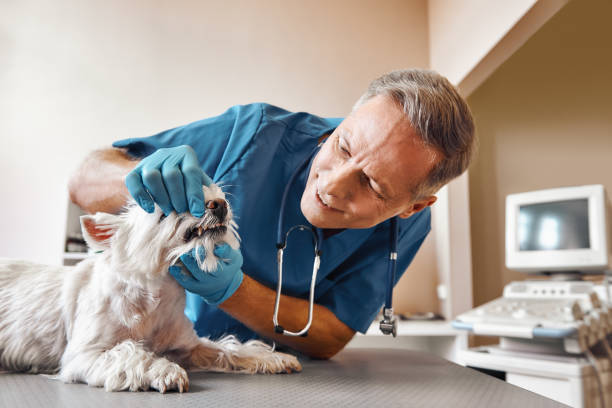 Best Emergency Root Canal Treatment in Clearlake Oaks, CA